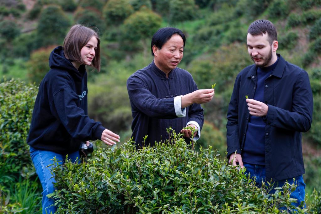 事｜祁门红茶香飘世界AG电玩国际中国故(图1)