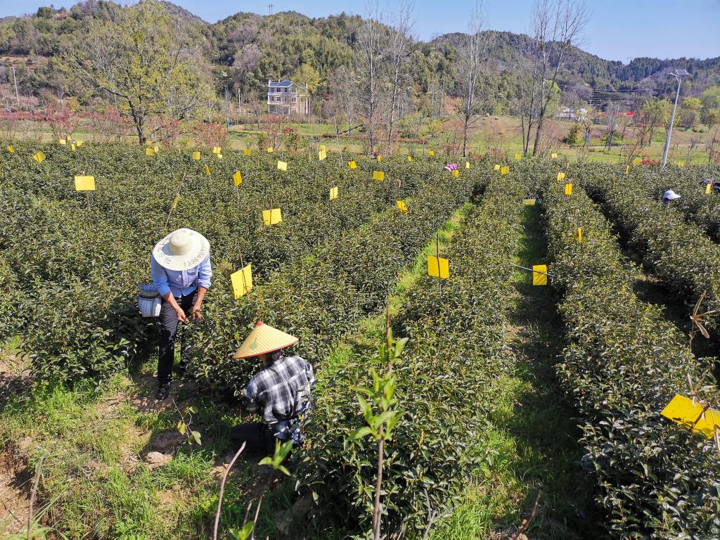 事｜祁门红茶香飘世界AG电玩国际中国故(图2)